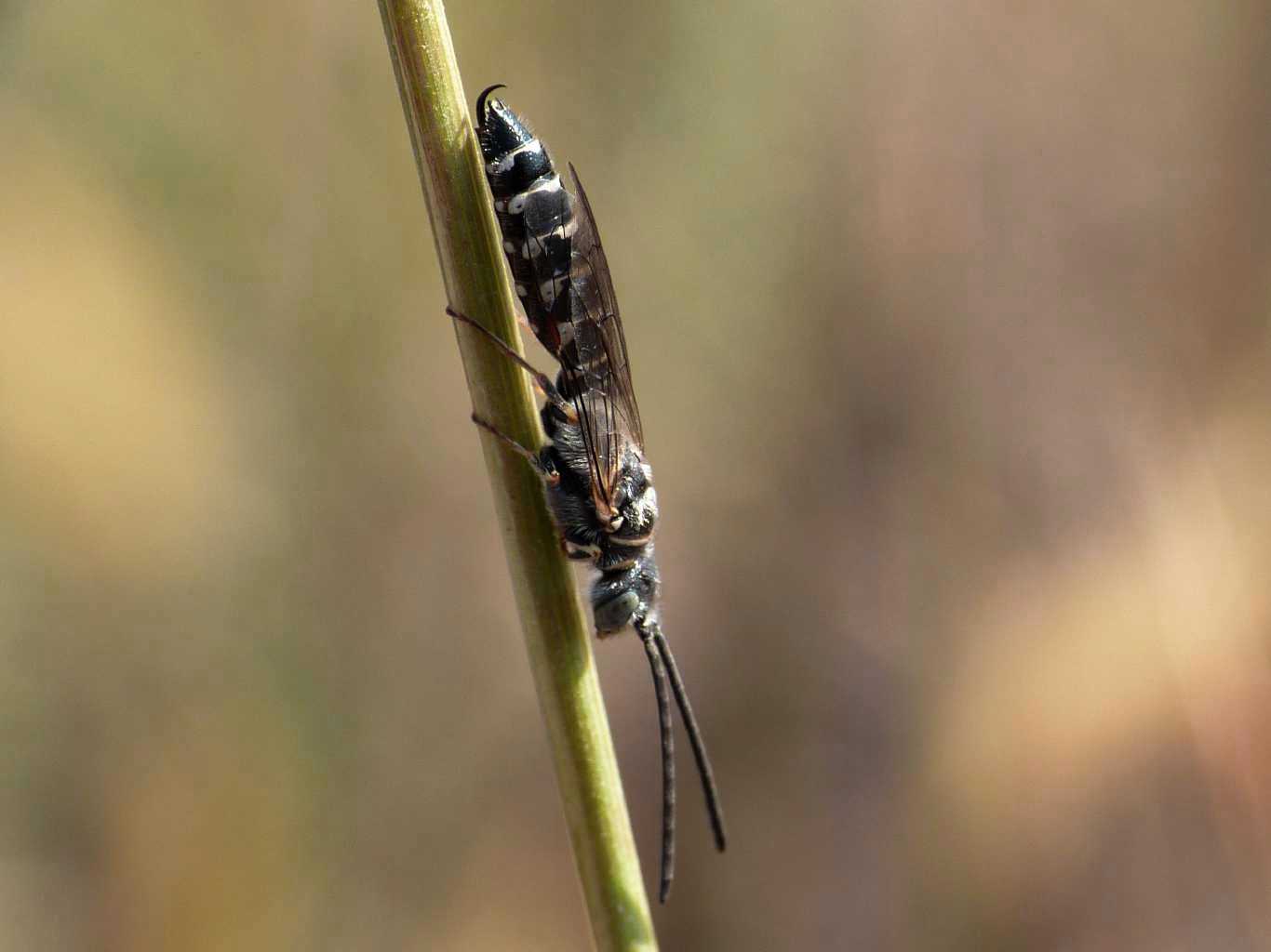 Colpa sexmaculata M e Meria tripunctata M.